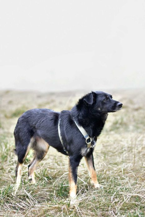 Lulu - młoda i wrażliwa suczka szuka kochającego domu