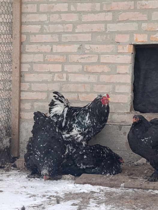 Інкубаційні яйця курей брама мрамор