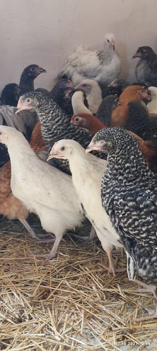 Петропаловка! Продам курей! Доставка безкоштовна!