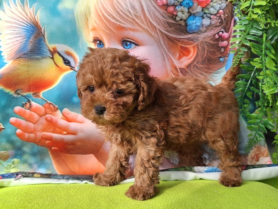 Cavapoo szczeniaczek Red brown z certyfikatem