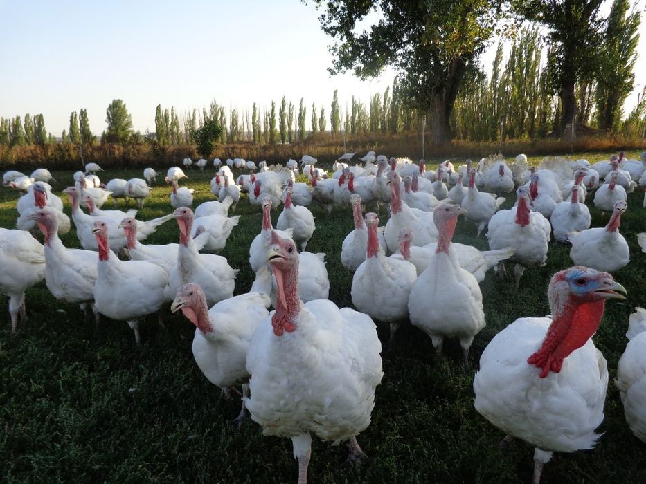Інкубаційні Індичі яйця Біла Широкогруда