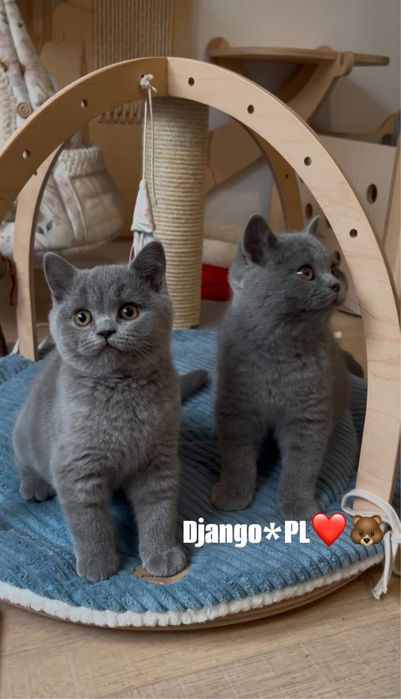 Odbiór styczeń  po utytulowanych przodkach kocurek brytyjski niebieski