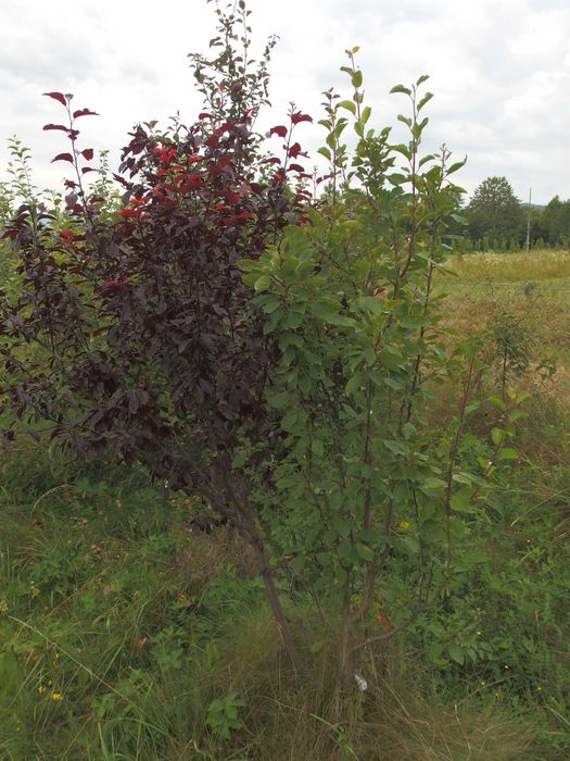 дерево-сад, яблуня, слива на дичці/саджанці/прищепи живці дерев