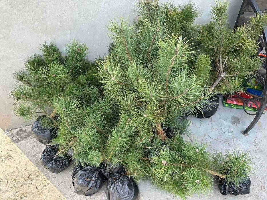 Продам саджанці Кримської Сосни, саджанці Сосни купити.
