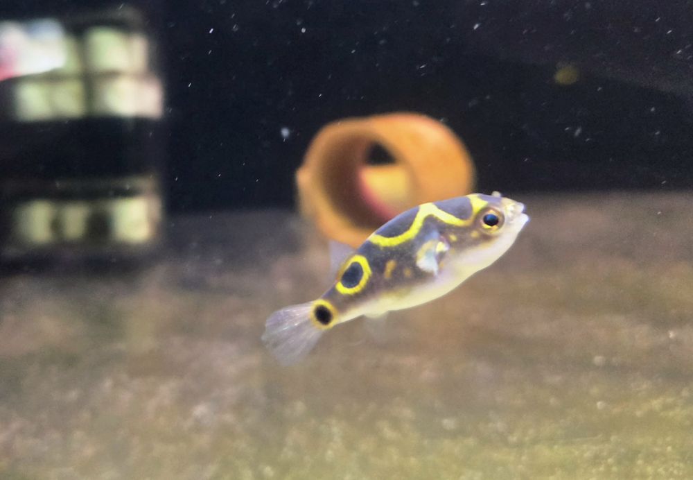 Kolcobrzuch dwuplamy/ Kolcobrzuch z ósemką (Tetraodon biocellatus)