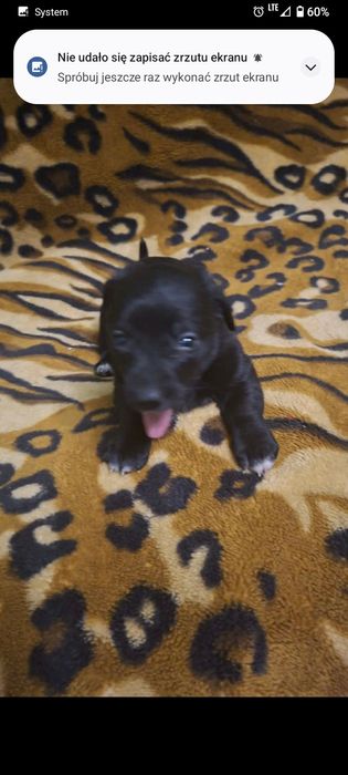 Oddam  za darmo  psy