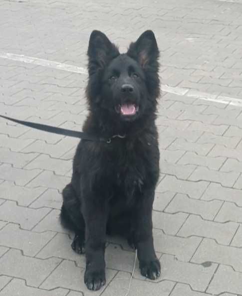 szczeniak owczarek niemiecki długowłosy ZKWP Fci