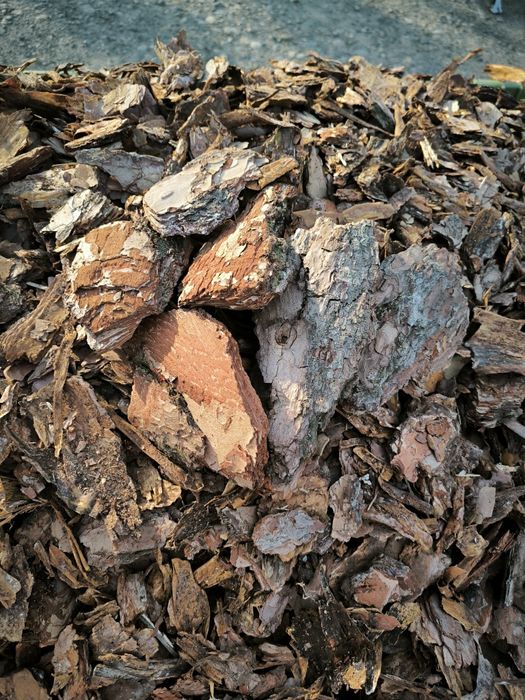 Kora Sosnowa Gruba  Drobna Średnia
