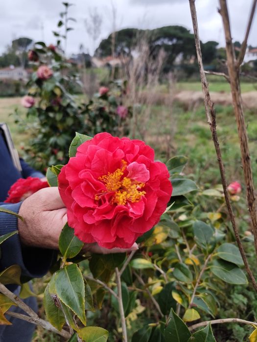 Camélias entre 1.8 metros e 3 metros