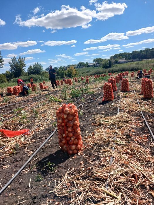 Продам лук делфис