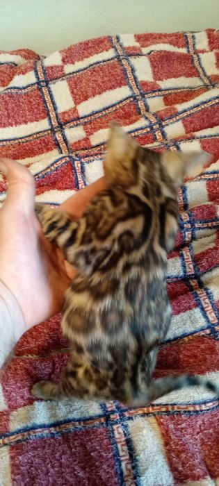 Бенгальские котята — маленькие леопарды у вас дома!