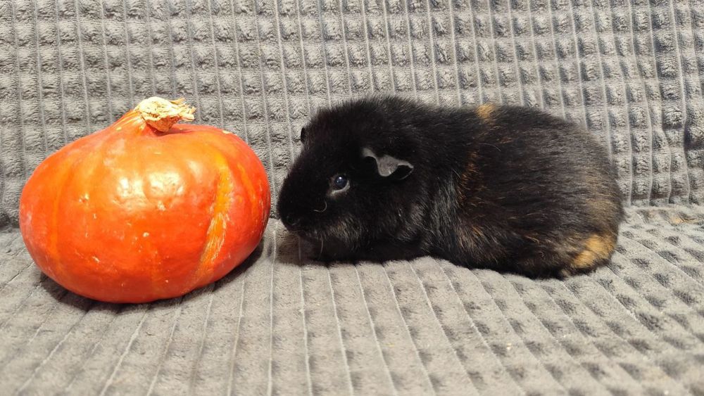 Морская свинка, самка,6 месяцев