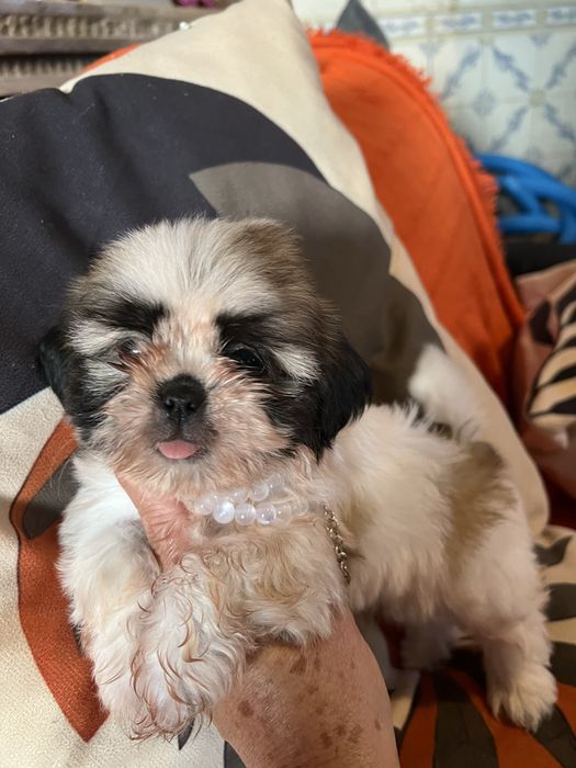 Shi-tzu excelente  femea mini