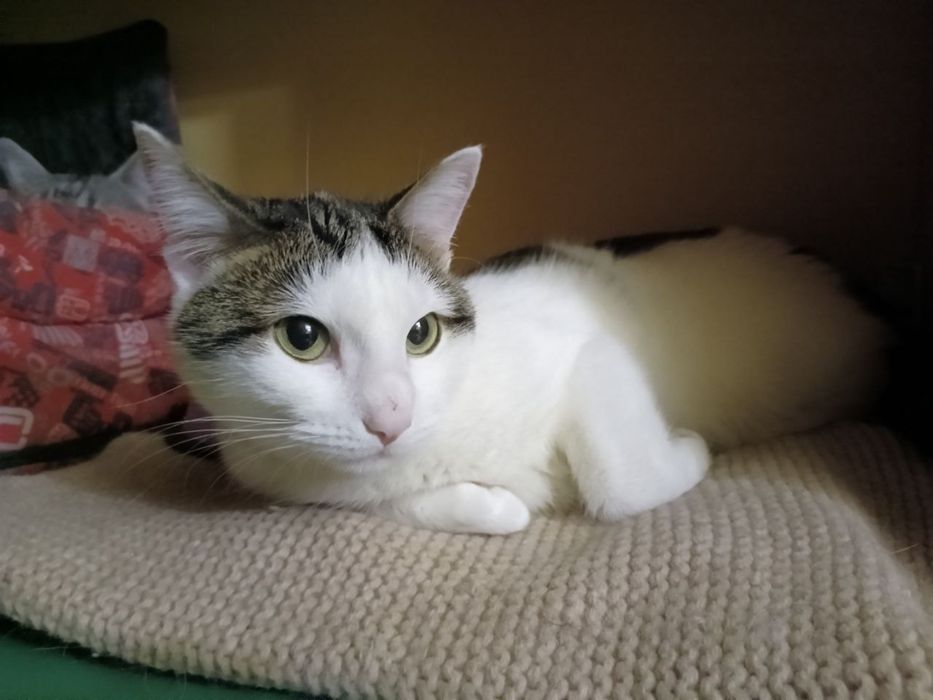 Ніжна красуня шукає дім!