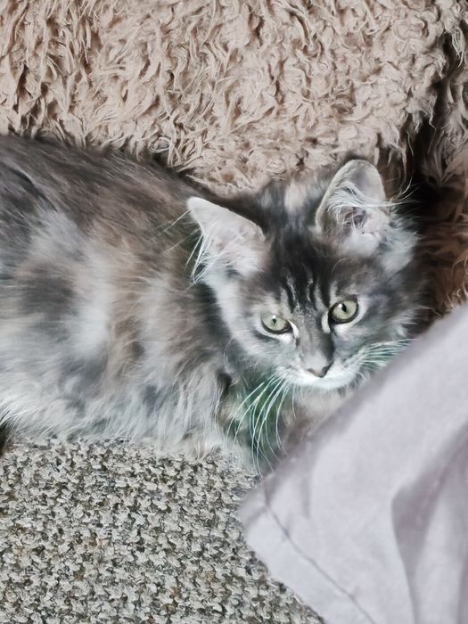 Dziewczynka  niebieska szykret Maine Coon