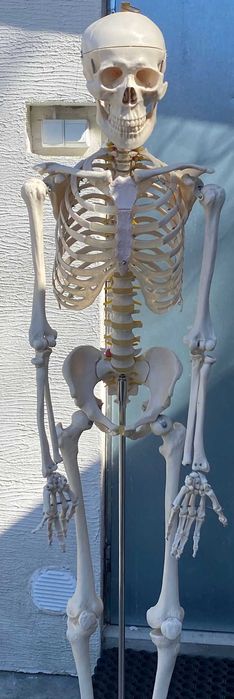 Szkielet człowieka 180 cm model anatomiczny