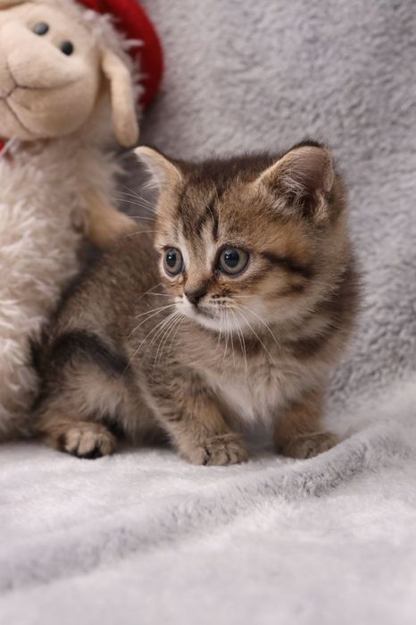 Шотландські кошенята ,золота шиншилка/голуба