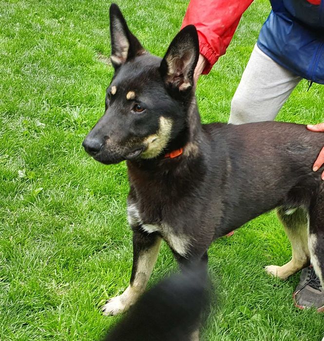 Młody, piękny, przyjazny Stefan do adopcji.