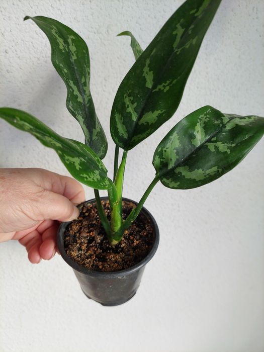 Аглонеомы, калатеи, алоказия, традесканции