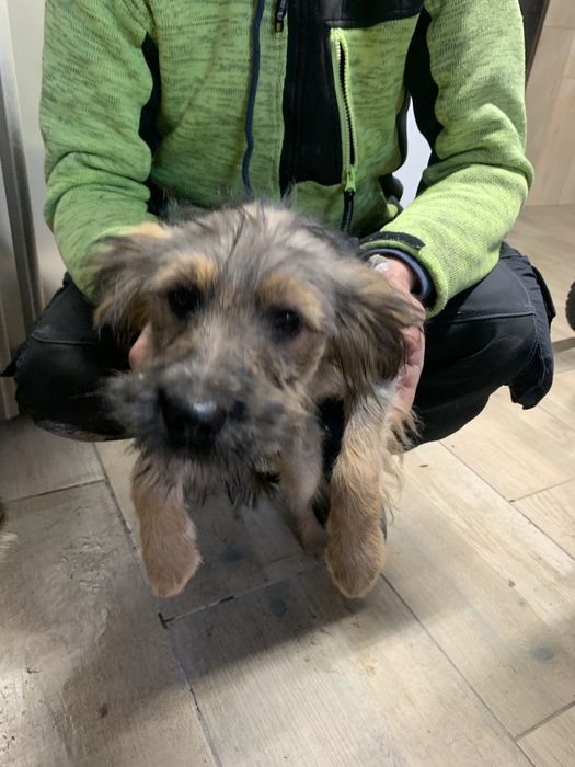 Oddam 4 miesięczne psy