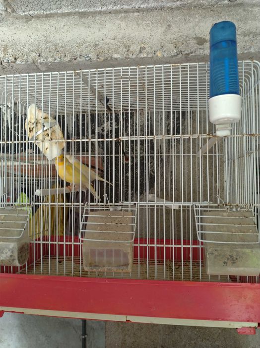 Gaiolas para passaros