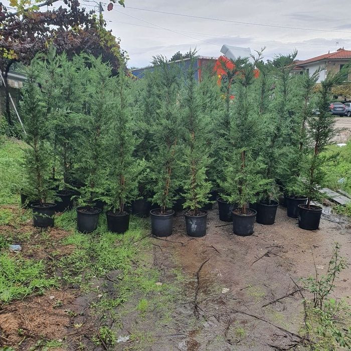 Ciprestes leylandii para sebes/vedação  "cedros / Cupressus