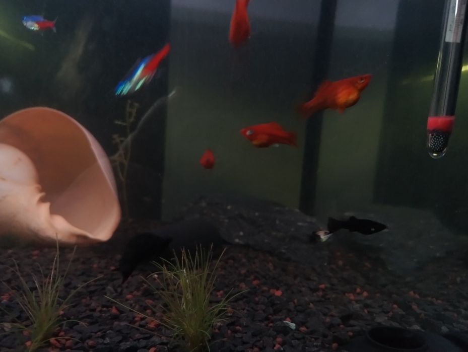 Młode rybki  Mieczyki Hellera