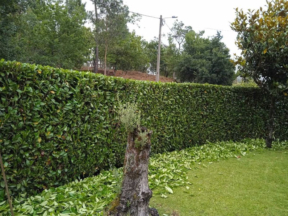 Jardineiro João em Braga