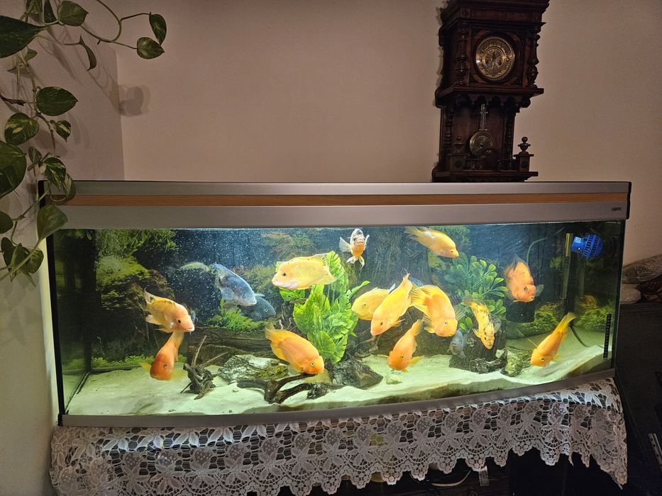 Sprzedam akwarium