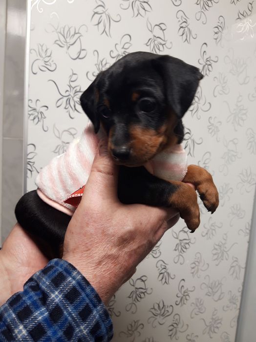 Милі цуценята цвергпінчера шукають свою люблячу родину