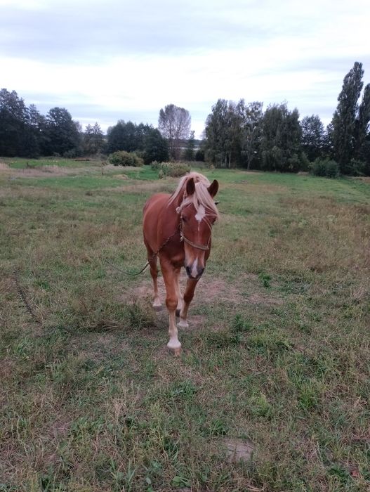 Продам Коня 9 років