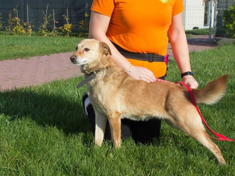 Lola - uwielbia bieganie po łąkach i spokój