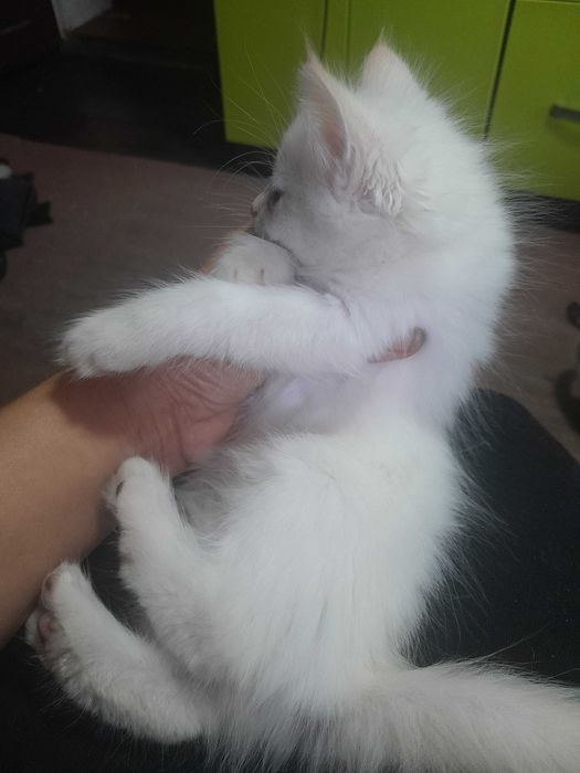 Котята бесплатно.
