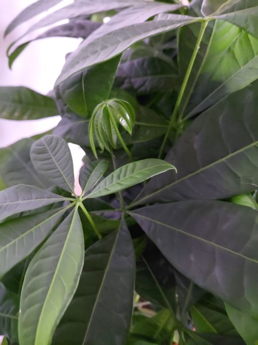 Pachira aquatica, Pachira wodna 70cm WYSYŁKA