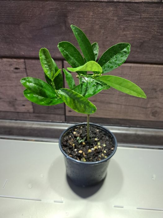 Щеплений лимон(лаймкват) Юстис