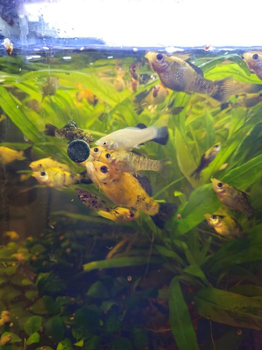 Rybki akwariowe Molinezje