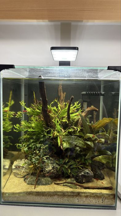 Akwarium 30l wraz z życiem