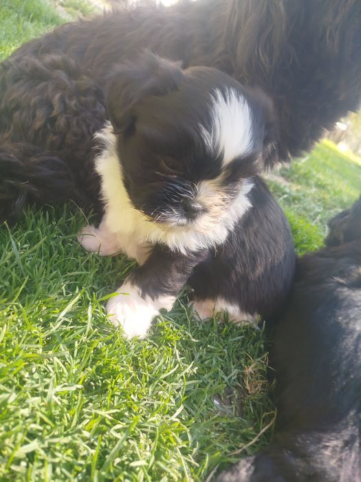 Shih tzu szczeniak
