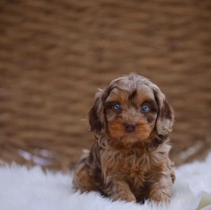 Cockapoo merle disponível