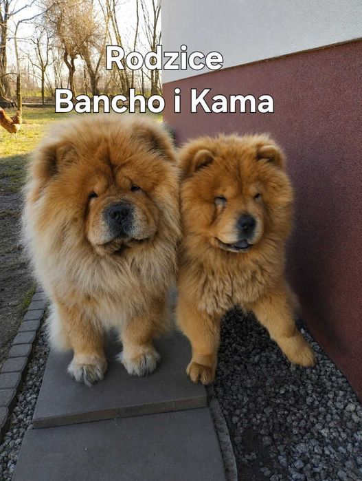 Chow chow szczeniaki