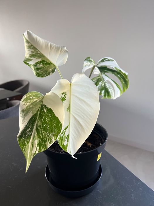 Monstera Variegata