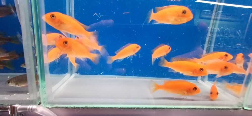 Pyszczaki Maylandia estherae red red
