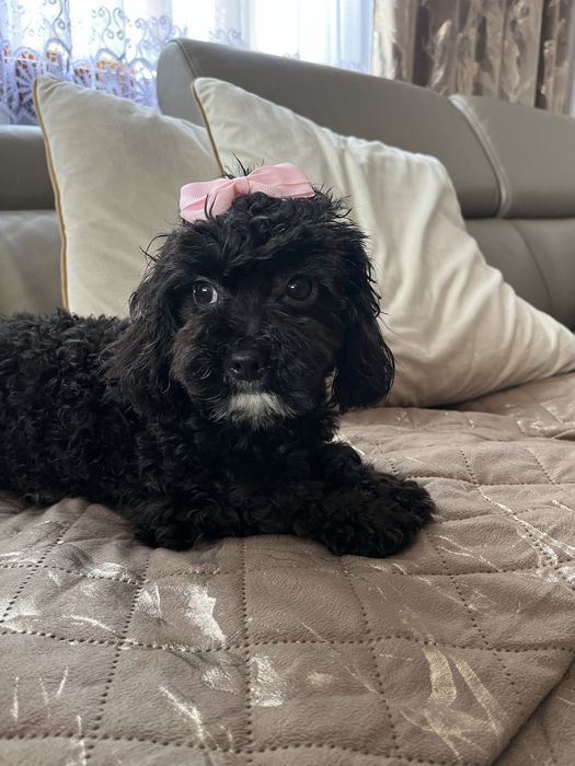 Cudowna suczka cavapoo