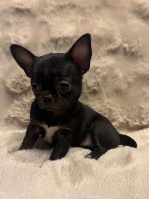 Chihuahua Sunia Czarna