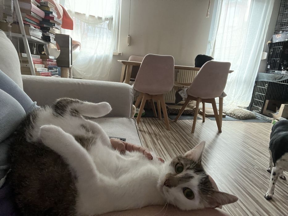 Kociak Tatron szuka swojego domu 2 letni