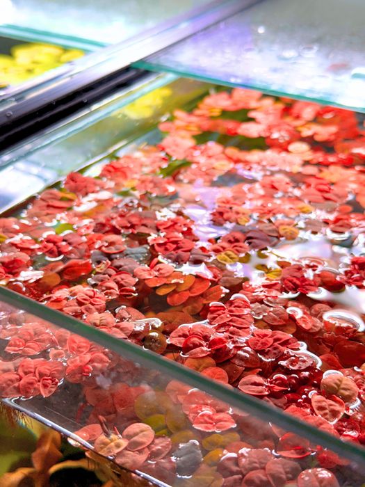 Plantas para aquário - Ludwigia, Hygrophila, Lindernia.