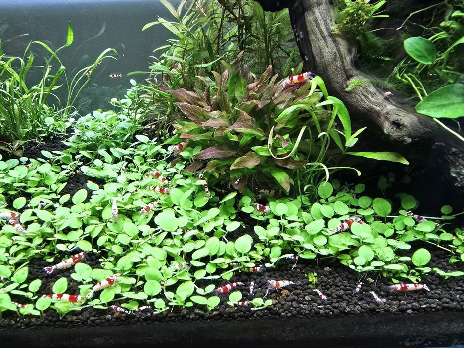 Camarão crs caridina red crystal