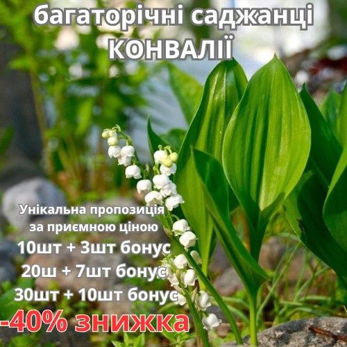 Конвалії (ландыши)