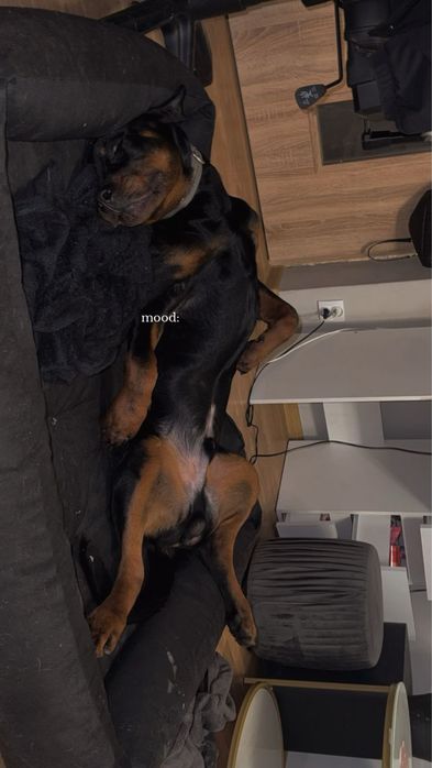 Rottweiler szuka domu