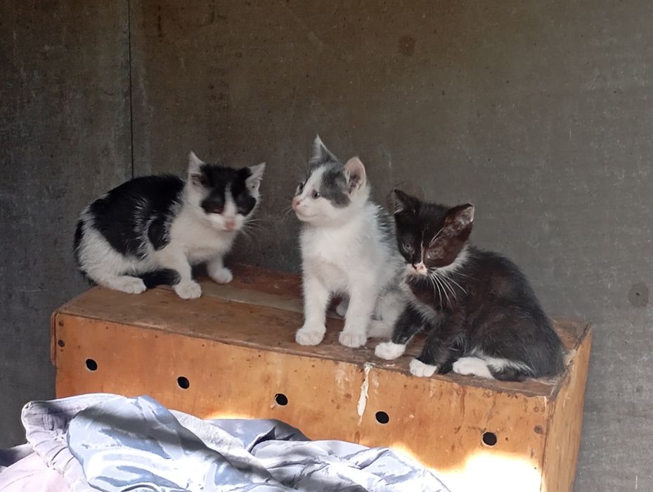 Віддам в добрі руки кошенят